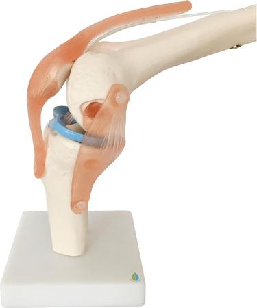 Opaeroo Life Size Anatomical Medical Knee Joint Model with Ligaments - Perfect for Education & Anatomy Studies - Buy Online on GoSupps.com