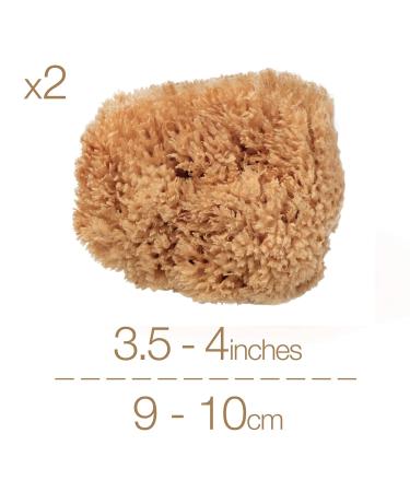 BabyCare Sea Sponges: Premium Quality Exfoliating Sponges for Sensitive Skin - Natural & Unbleached - Plastic-Free Packaging - Buy Online on GoSupps.com