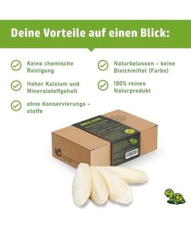 Sepia King Sepiaschellen - Premium Calcium & Vitamin Supply for Reptiles Turtles Bearded Dragons & Birds - 12 High-Quality Shells for Terrariums - Buy Online on GoSupps.com