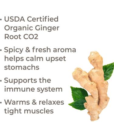 Buy Plant Therapy Organic Ginger Root CO2 Essential Oil 10 mL - 100% Pure Undiluted Aromatherapy - International Shipping Available - Buy Online on GoSupps.com