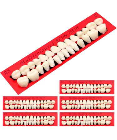 Scettar 6 Pieces Acrylic Resin Fake Teeth False Tooth Dental Denture False Teeth Synthetic Polymer Resin Denture Teeth for Halloween Makeup Teach Practice DIY Cosplay Costume Party Ornament Supplies