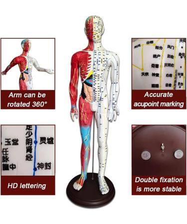 60cm Acupuncture and Muscle Anatomical Male Model Pressure Point and Meridians for Acupuncturists and Other Medical Professionals Training Teaching Education Supplies - Buy Online on GoSupps.com
