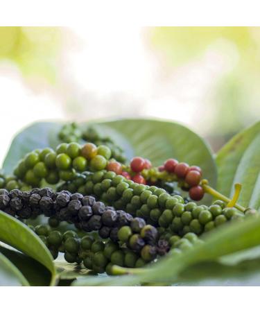 Organic Black Pepper 100g - 100% Natural Additive-Free Premium Black Peppercorns for Mill - Noble Herb - Buy Online on GoSupps.com