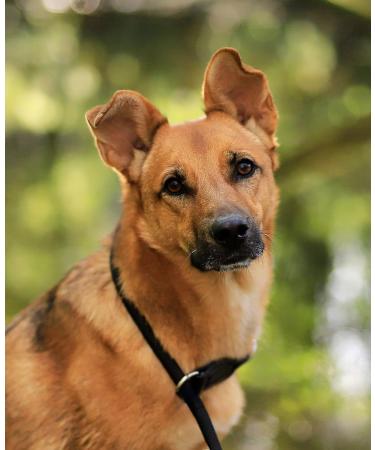 Buy Lionto Dog Collar - Black Retriever Training Collar (60 cm 1 cm Thick) | Durable & Comfortable - Buy Online on GoSupps.com