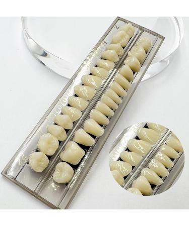 56 Pcs False Teeth Fake Teeth 2 Sets Synthetic Resin Dental Tooth Upper Lower Denture Tooth Party Horror Prop Makeup DIY Replacement 22 A2 - Buy Online on GoSupps.com