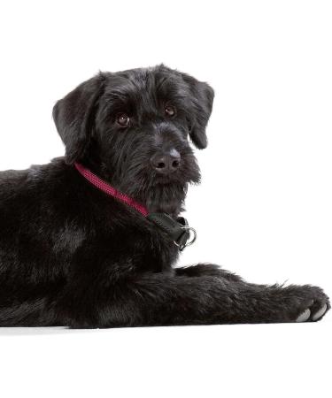 HUNTER Freestyle Dressage Dog Collar - Robust Weatherproof 50 ML - Stylish Raspberry Design for International Shipping - Buy Online on GoSupps.com