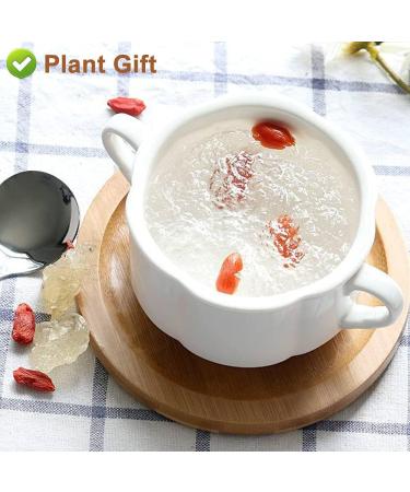 Plant Gift Wild Edible Gum Tragacanth Gum Snow Swallow xueyan No Colors Non-GMO 150g / 5.29oz - Buy Online on GoSupps.com