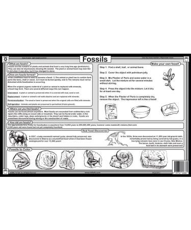 Fossils Placemat - Enhance Your Table Setting with Unique Fossil Design - Buy Online on GoSupps.com