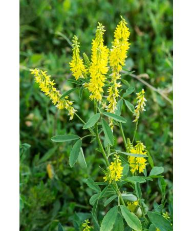 Meliot Sweet Clover Herb Tea | Melilotus Officinalis L | M lilot Officinal Herbe Tisane | Health Embassy (50g) - Buy Online on GoSupps.com