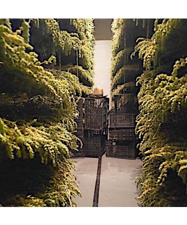  dreikraut dreikraut Organic Greek Mountain Tea - 300g - Traditional Culture on Olympus - Sideritis scardica raeseri - Rich taste - Invigorating fragrance - Buy Online on GoSupps.com