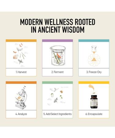 Gut Health Supplement - Your Flora Probiotic Terrain with Fermented Soybean Aloe Vera Prebiotics Digestive Enzyme Probiotics for Men & Women - Vegan Non-GMO - Living Alchemy 120 Pcs 120 count (Pack of 1) - Buy Online on GoSupps.com