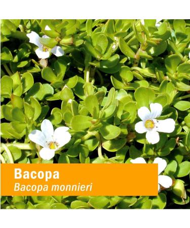 Buy Herb Pharm Bacopa 1 fl oz (30 ml) - Premium Herbal Supplement for Memory & Focus - Buy Online on GoSupps.com