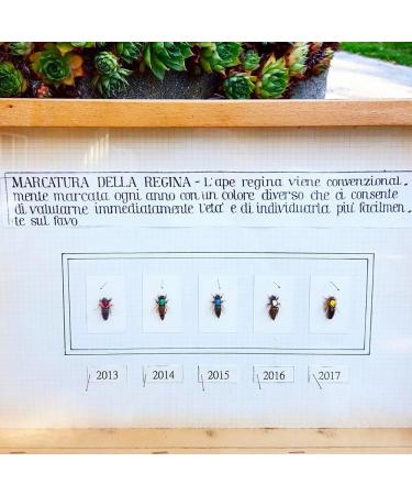 Orange Blossom Honey 500g - Buy Online on GoSupps.com