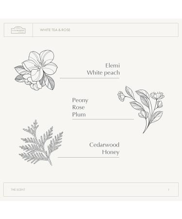 A LA MAISON Hand Soap Gift Set White Tea & Rose Refill Pouch Glass Hand Wash Eco-Friendly & Recyclable Plant-Based Biodegradable Made in France 16.9 fl oz Amber Collection - Buy Online on GoSupps.com