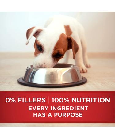 Purina ONE SmartBlend Natural Lamb & Rice Puppy Wet Food - 12 Pack (13 oz. Cans) - Buy Online on GoSupps.com