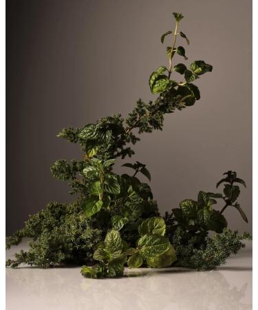 Homecourt Cipres Mint Dish Soap - Non-Toxic Safe for People & Pets 16 oz | Eco-Friendly Dishwashing Liquid - Buy Online on GoSupps.com