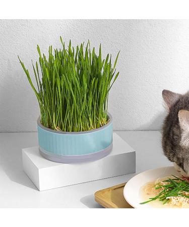 Anulely Cat Grass Plant Container - Earth-Free Sprouter Tray for Indoor Cats & Pets | Stylish Blue Planting Box for Home D cor - Buy Online on GoSupps.com