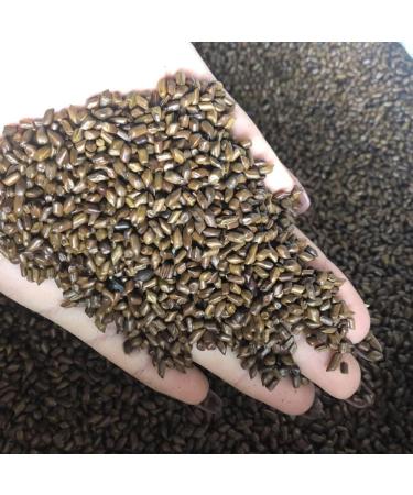 Cassia Seed Semen Cassiae Cassia ObtusifoliaL semen Cassiae Torae sickle Senna Cassia Tora Cassia Obtusifolia Catsia Tora Linn juemingzi (1000grams) - Buy Online on GoSupps.com