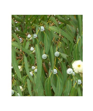 Eucalyptus globulus 20 semi Tasmanian Blue Gum Evergreen Fiori Bianchi aromatici lascia pi NOTO variet prospera Nella maggior Parte dei metodi di giardinaggio