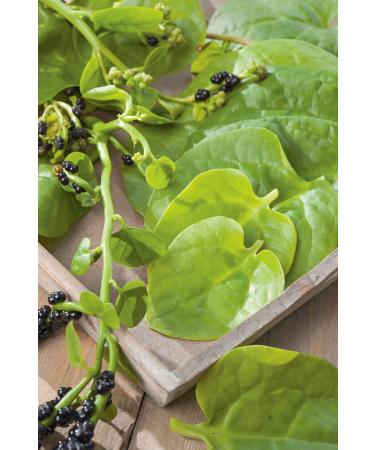 Mr Fothergill s Seeds Ltd 35174 (Climbing) Malabar Spinach Green - Buy Online on GoSupps.com