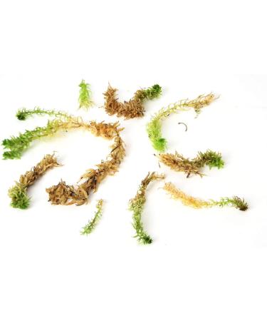 Fresh Sphagnum Moss Live 1 kg - Ideal for Orchids & Terrariums | International Shipping Available - Buy Online on GoSupps.com