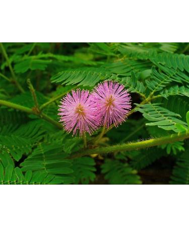 SAFLAX - Echte Mimose - 70 Samen - Mimosa pudica - Buy Online on GoSupps.com