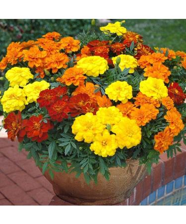 Potseed 02G Approx 60 Franse Goudsbloem Seeds Durango Unique Mix Bright Mixed Color N