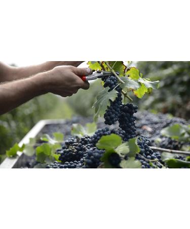 Giusti - Modena balsamic vinegar gift set 2 and 3 gold medals - 2 x 250 ml - Buy Online on GoSupps.com