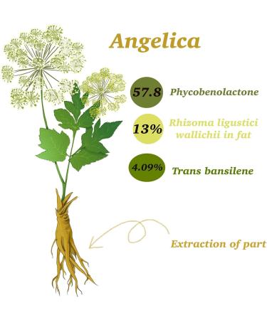 Angelica Root Essential Oil (100% Pure & Natural - Undiluted) - Perfect for Aromatherapy Relaxation Skin Therapy & More!15ml(0.49oz) - Buy Online on GoSupps.com