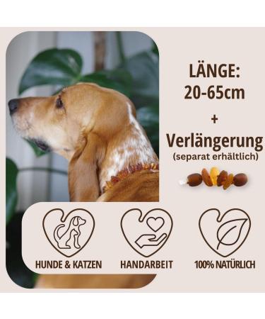 PetLove 100% Baltic Amber Necklace for Dogs & Cats - 55cm Dog Collar | Natural Healing Benefits - Buy Online on GoSupps.com