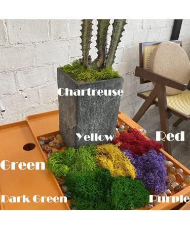 Preserved Reindeer Moss 3.5oz - Purple | Ideal for Potted Plants, Crafts, Terrariums & Decor - Buy Online on GoSupps.com