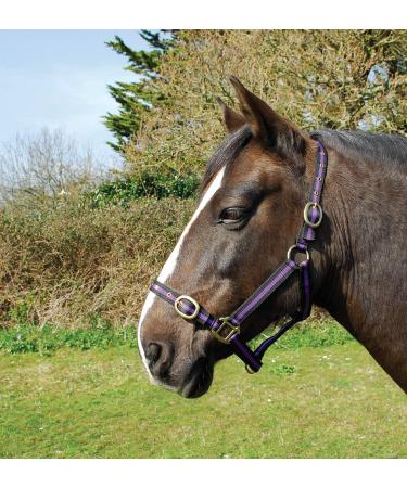 Rhinegold nylon halter coldblood / warmblood extra large black/violet