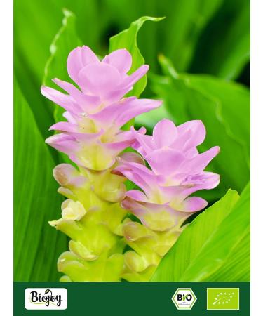 Buy Biojoy Organic Turmeric Powder 1 kg - Premium Ground Turmeric Root (Curcuma longa) - Natural Spice for Cooking and Health - Buy Online on GoSupps.com