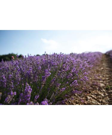 L'Occitane Lavender Hand Cream 75ml - Moisturising & Nourishing for Dry Hands | Buy Internationally - Buy Online on GoSupps.com