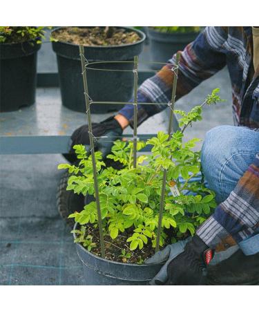 Yardwe 3 Sets Plants for Outside Plant Trellis for Climbing Plants Outdoor Scaffolding Pergola Rose - Buy Online on GoSupps.com