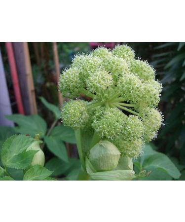 Natural Code - Dried Dahurian Angelica Root 454g/1lb - Dried White Angelica Root - Radix Angelicae Dahuricae - Bai Zhi - - Non GMO - Vegan - No Preservatives or Additives - 100% Natural - Buy Online on GoSupps.com