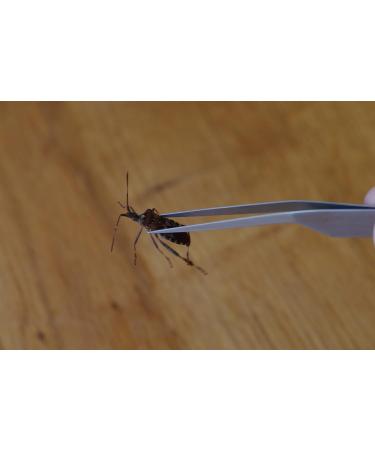Faude Spring Steel Tweezers Set 3 Precision Tools (Pointed & Blunt) for Terrariums Labs & Model Building Ideal for Handling Spiderlings Scorpions & Insects - Buy Online on GoSupps.com
