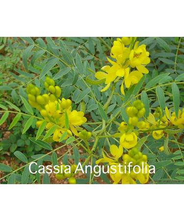  TRIPLE LEAVES BRAND Nature Slim Tea Extra Strong - Box of 30 Tea Infusers - Buy Online on GoSupps.com