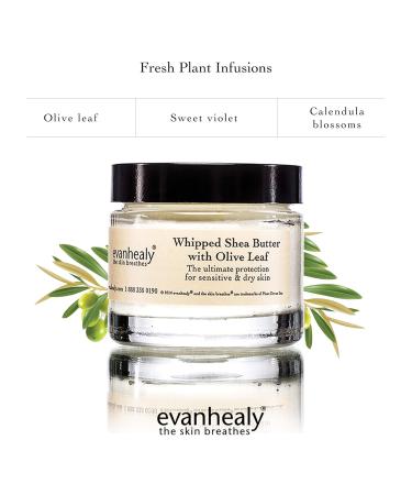 Evanhealy Whipped Shea Butter with Olive Leaf | Natural Body Lotion for Dry & Sensitive Skin | Organic Moisturizer with Shea & Coconut Oil - Buy Online on GoSupps.com