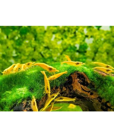 Forest Aquatics Moss Covered Log Shrimp Cave - Buy Online on GoSupps.com