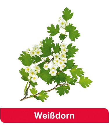 CRATAE LOGESS 450 mg - 200 Tablets | High-Dose Hawthorn Extract for Heart Health | Premium Quality Herbal Supplement - Buy Online on GoSupps.com