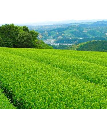 OSADA - 100% Authentic Japanese Organic Matcha (100g) | Product Of Japan. Exclusively From 1st Harvest Leaves. Ideal Green Tea Powder For Ceremonial Use As Well As Baking And Cooking - Buy Online on GoSupps.com