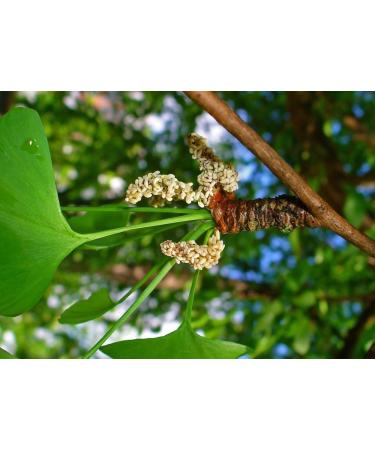 SAFLAX - Ginkgo - 4 seeds - With substrate - Ginkgo biloba - Buy Online on GoSupps.com