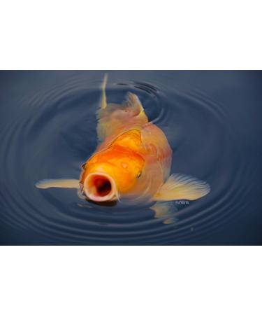 Sera 07125 Koi Royal Nature 1000 ml - Premium Koi Feed (6 mm) for Healthy Koi | No Color & Preservatives | Ideal for Koi Over 25 cm - Buy Online on GoSupps.com