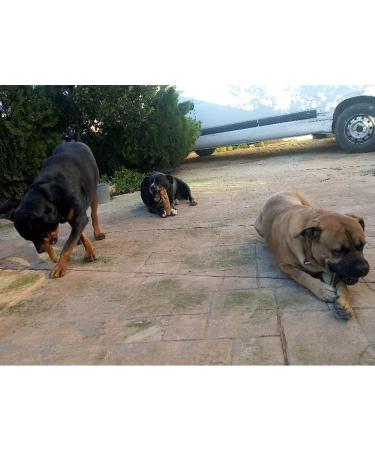 ARTISAN GIFT CO Olive Wood Chew Toy for Large Dogs | 100% Natural XL (24cm) - Ideal for Dogs 40kg and Up - Buy Online on GoSupps.com