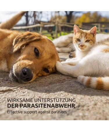 AniForte Mite-Stop Powder for Dogs Cats & Small Animals - 50g | Natural Defense Against Insects Parasites & Mites - Chemical-Free Solution - Buy Online on GoSupps.com