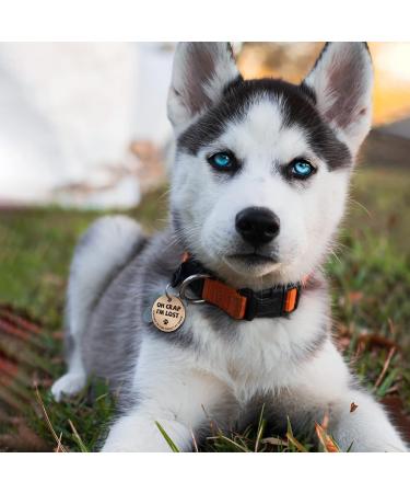 Buy MyLuckytag Stainless Steel QR Code Pet ID for Cats - Instant Location Alerts & Online Profiles in Red & Gold - Buy Online on GoSupps.com