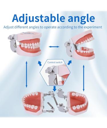 Typodont Teeth Model - 28 Removable Teeth for Dental Practice & Teaching | International Shipping Available - Buy Online on GoSupps.com