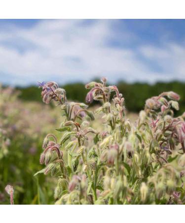 Tata Harper Beautifying Face Oil - Lightweight Revitalizing Radiance Booster 30ml - 100% Natural Formula, Made Fresh in Vermont - Buy Online on GoSupps.com