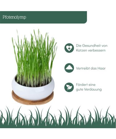 Pfotolymp Cat Grass Bowl Set - Ceramic Bowl Bamboo Coating Coconut Seeds & Tools for Healthy Cat Greens | International Shipping - Buy Online on GoSupps.com